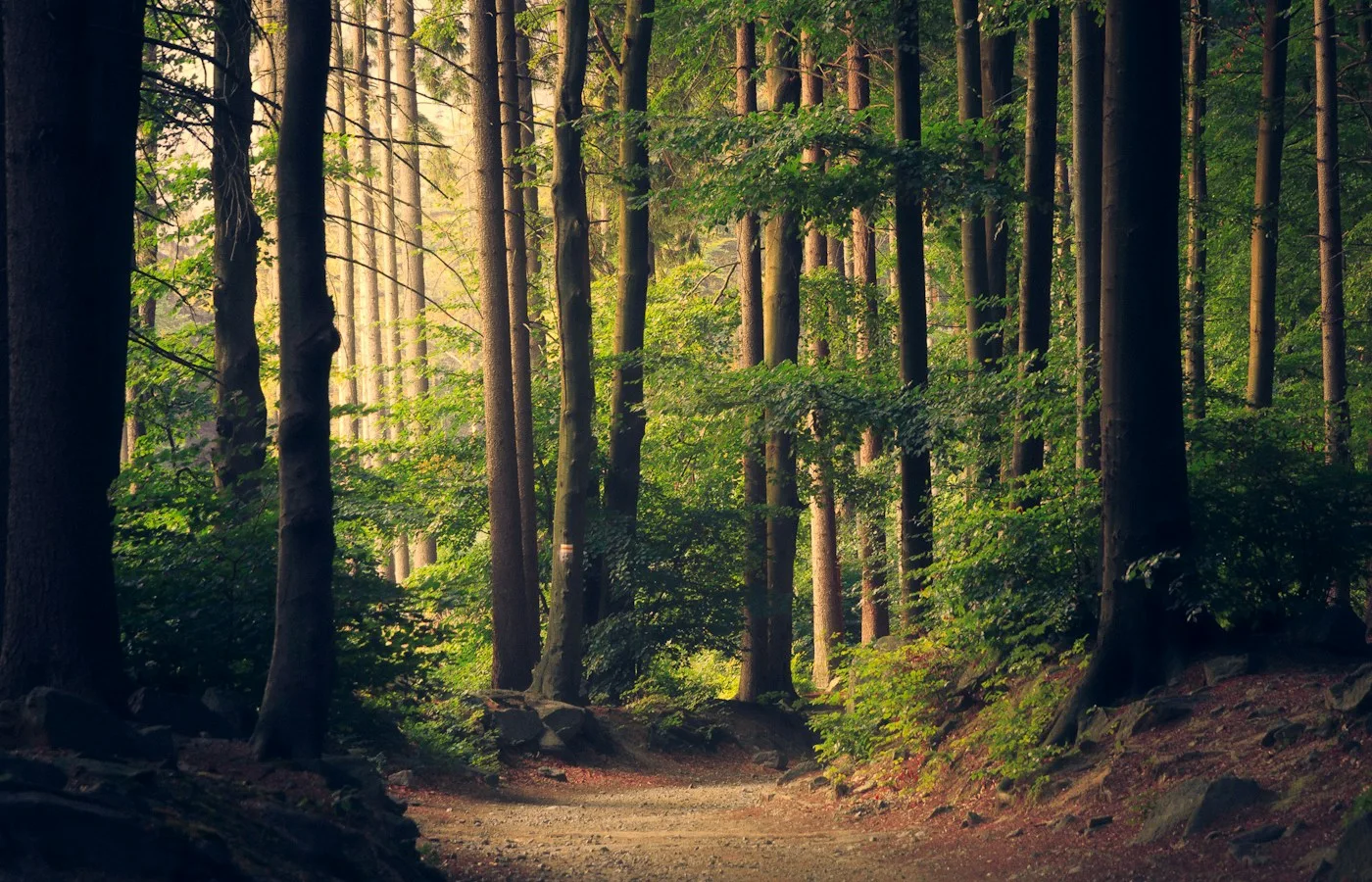 A tranquil forest refuge