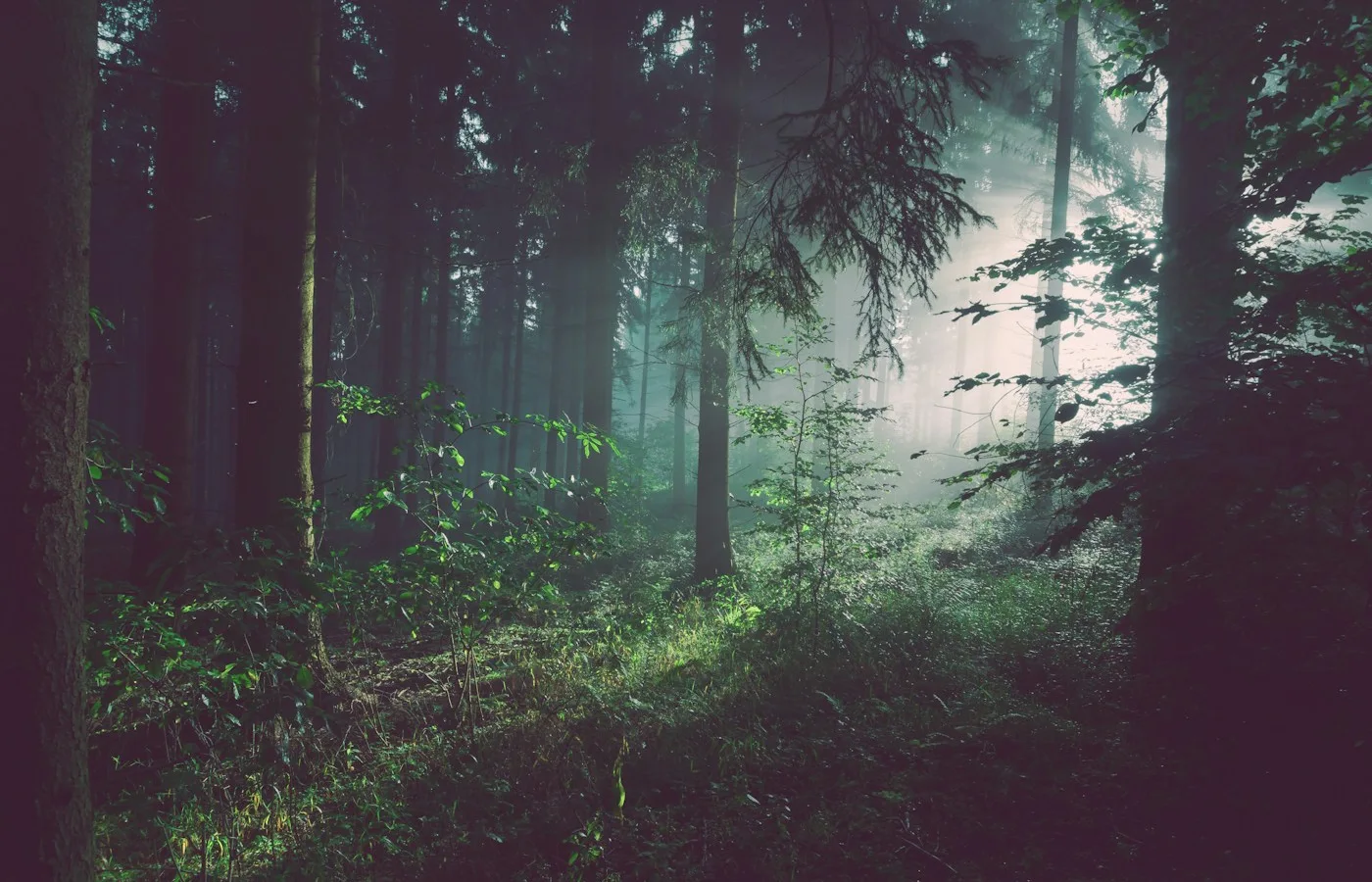 Sunlight breaking through an atmospheric forest